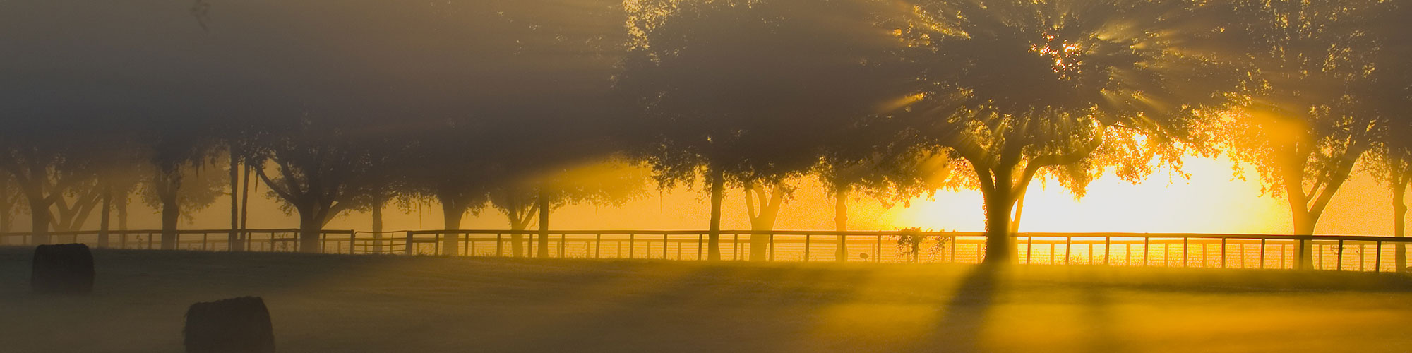 Dawn Through Trees